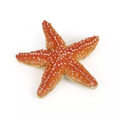 Papo: Tengeri csillag