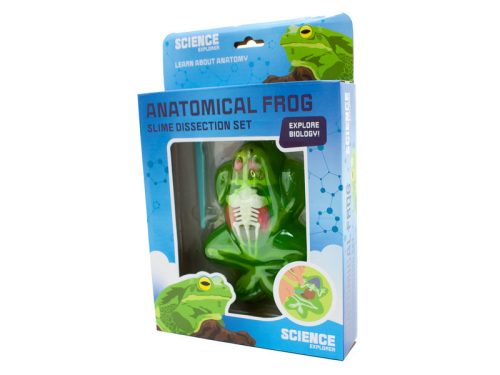 Béka anatómia slime