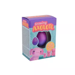 Növő axolotl tojás dobozban, 4 féle